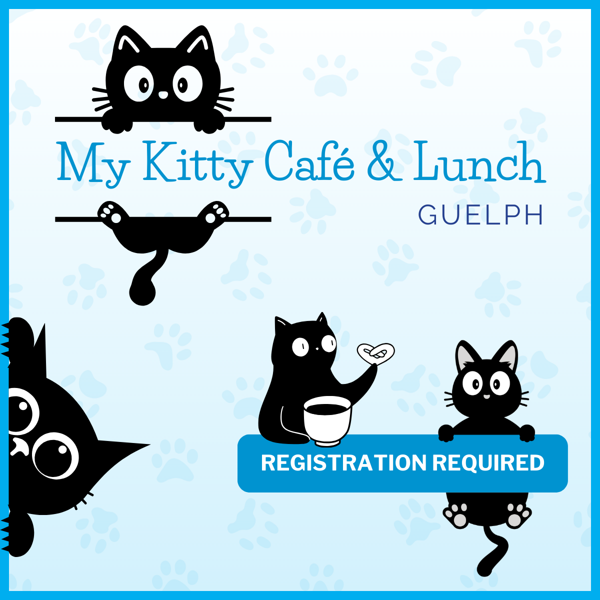 My Kitty Cafe My Kitty Cafe & Lunch